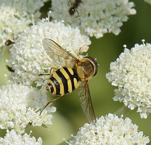 Réf. 306 901 : Syrphus sp.